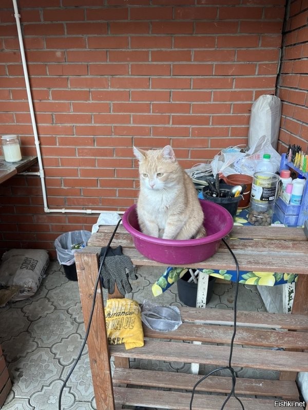 Опять в своих грядках копаются, а котик не глаженый.