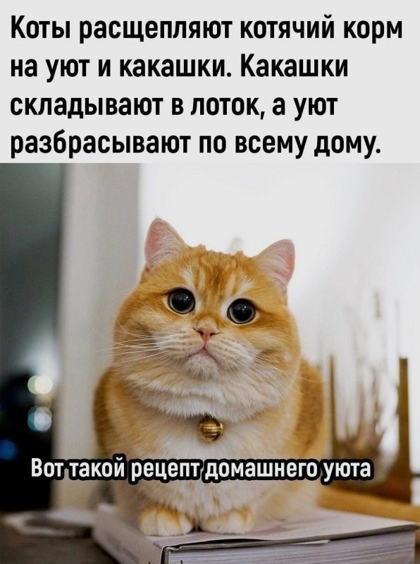 Солянка от 08.06.2025