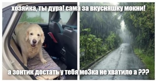 Собака, которая не любит выходить из машины во время дождя