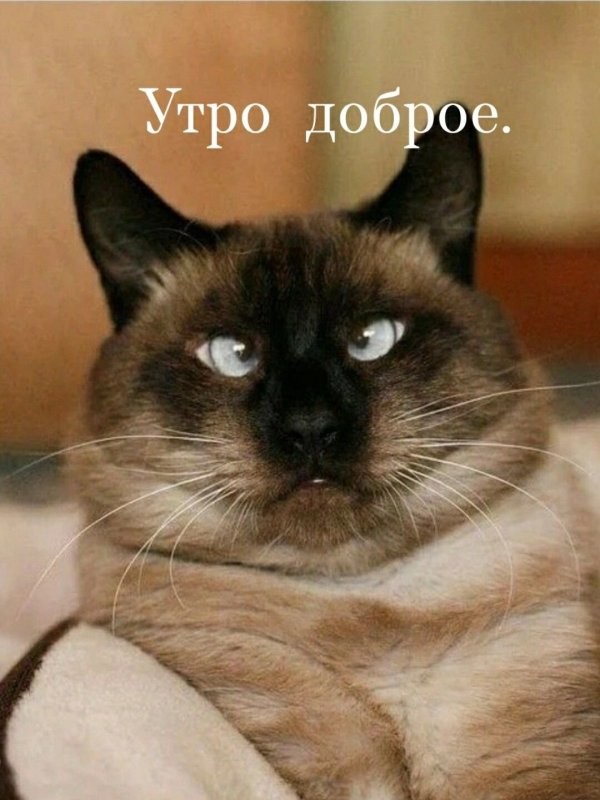 Утра доброго