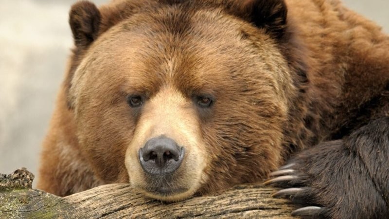 Добро пришедшее в 16:30...