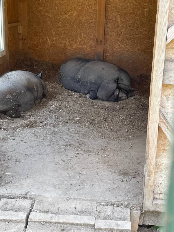 Солянка от 29.07.2025