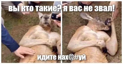 Кенгуру притворился, что упал в обморок, чтобы обмануть туристов