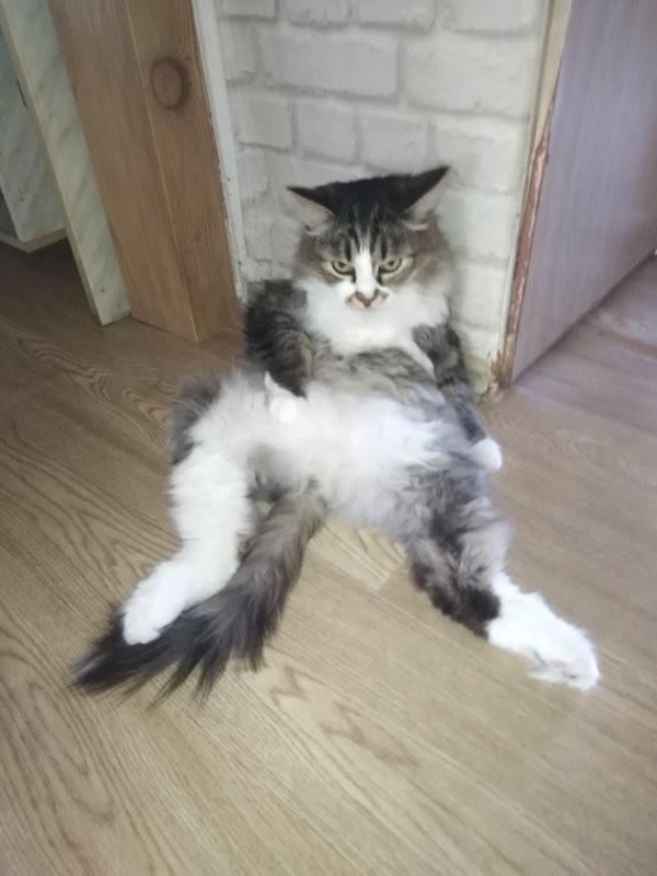 На моего похож