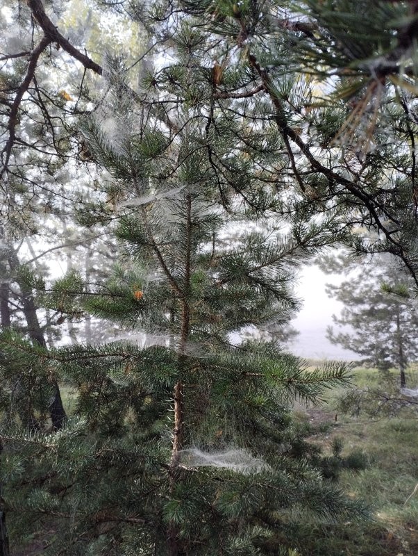 Красноярск, утро