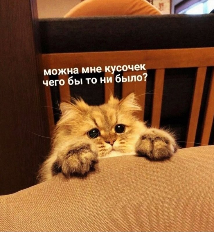 С собакой та же фигня