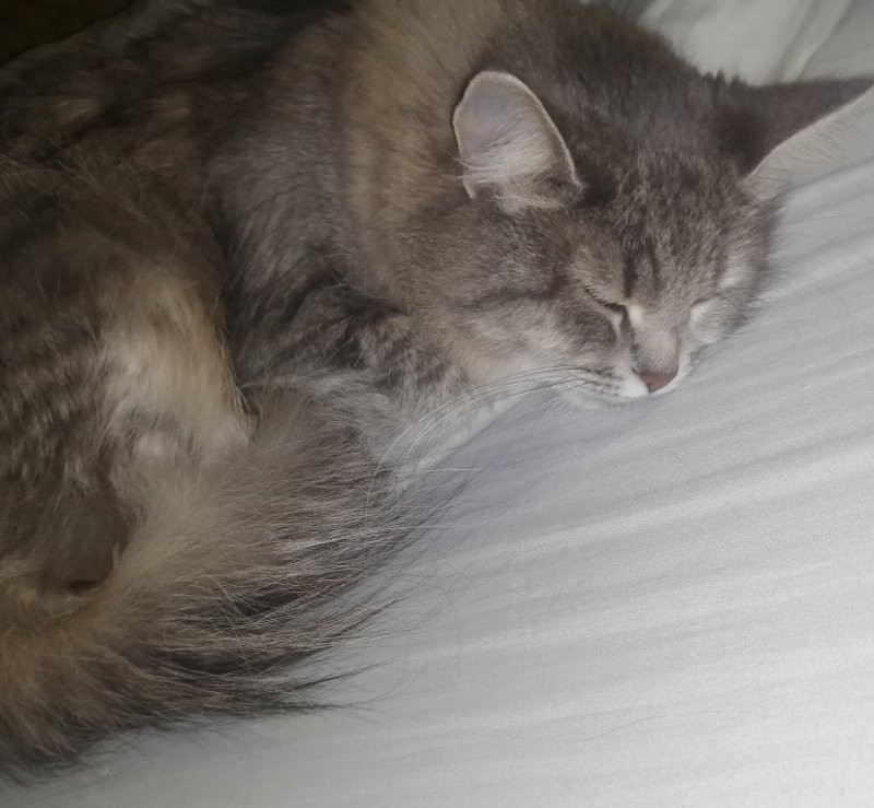Ты где мою котэ сфоткал? Блин, вроде рядом спит...