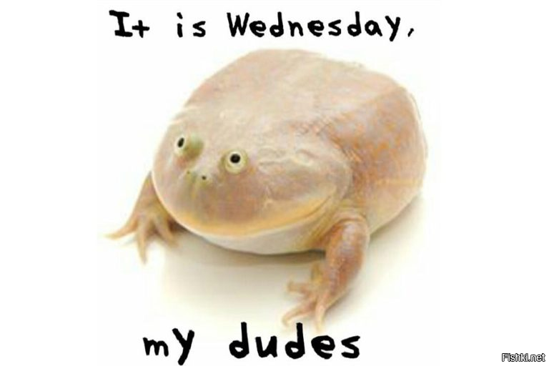 Основано на этом меме. Понятия не имею, что он значит.