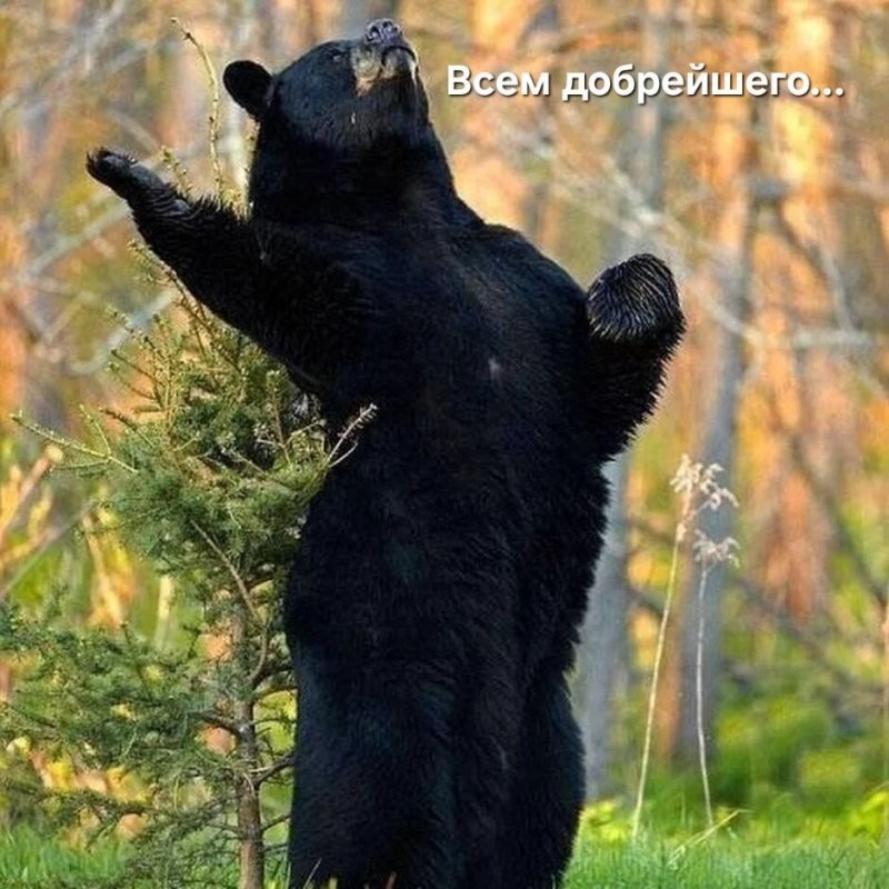 Молчит, молчит...
А потом в 16:30...