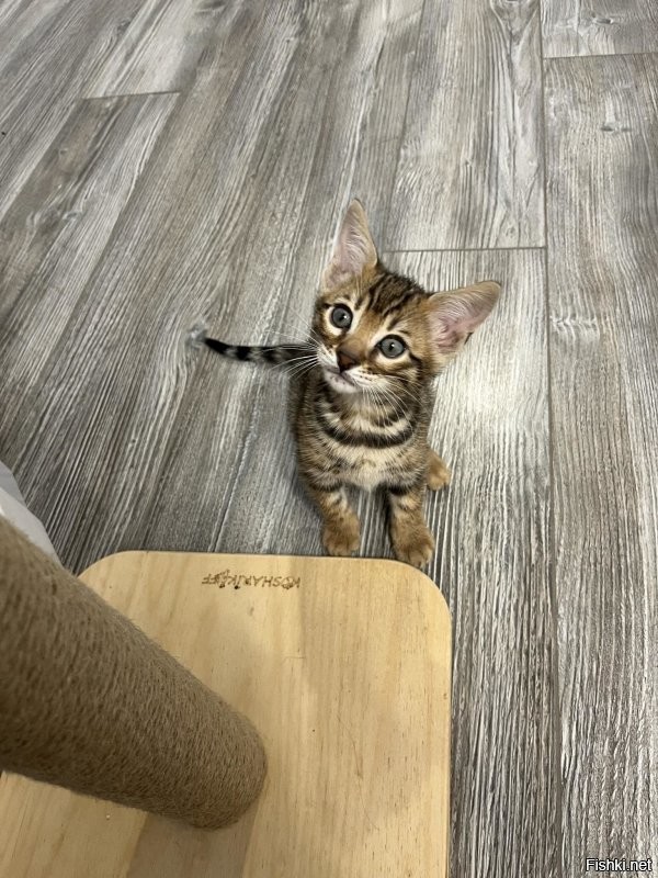 Солянка от 11.10.2025