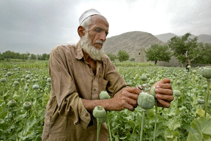 Доктор сельскохозяйственных наук Афганистана...
Хафиз Шакирзович Анваров...
Рекомендует другую культуру...