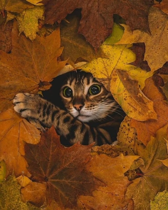 Солянка от 14.10.2025