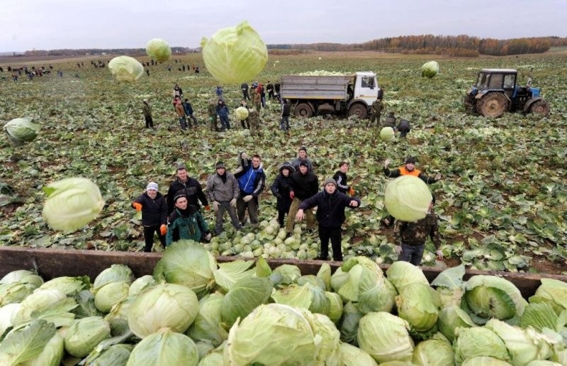 Капуста поздняя ещё стоит...