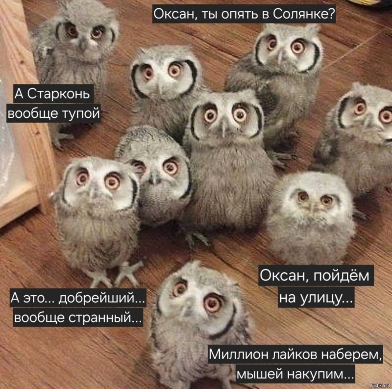 Солянка от 16.10.2025