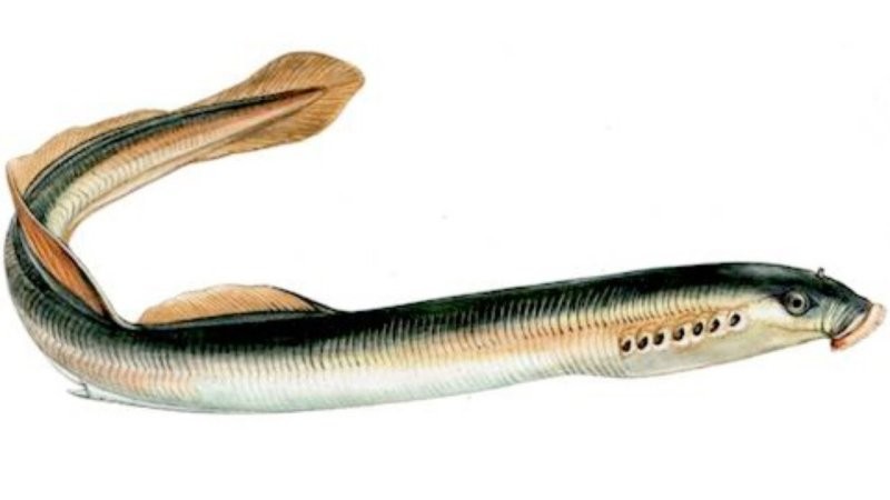 Девочки, знакомьтесь - минога. Из штата Миннесота