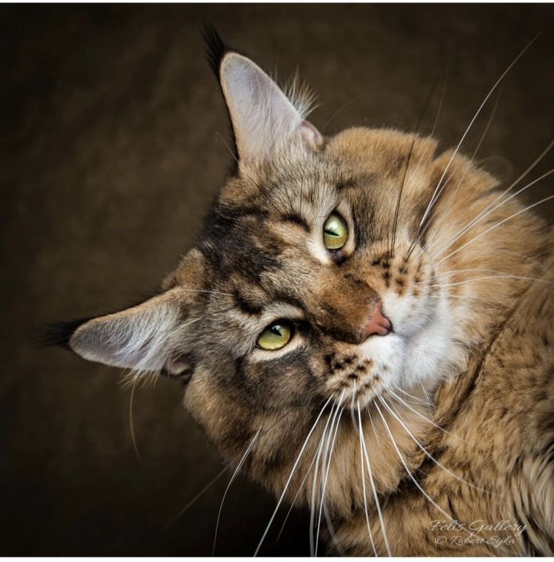 Солянка от 19.10.2025