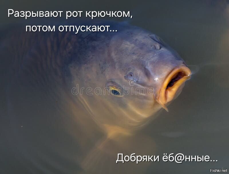 Карп такой...