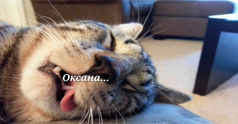 Солянка от 21.10.2025