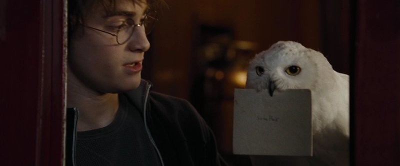 А еще они почту разносят...
В одной документалке показывали...