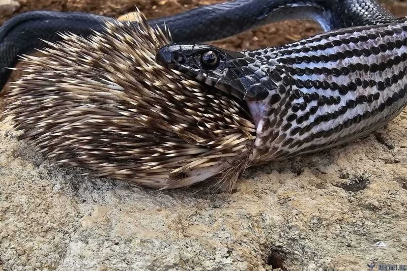 Солянка от 21.10.2025