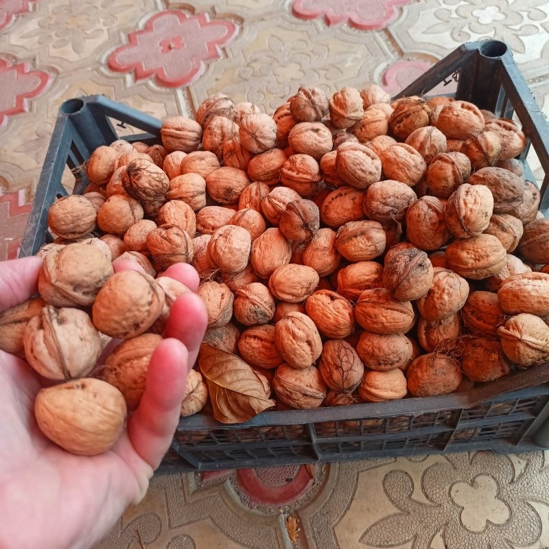 Солянка от 23.10.2025