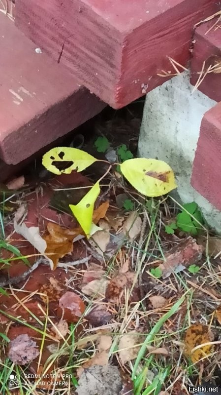 Солянка от 26.10.2025