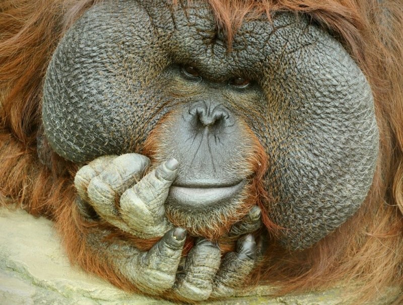 Харя не треснет..?