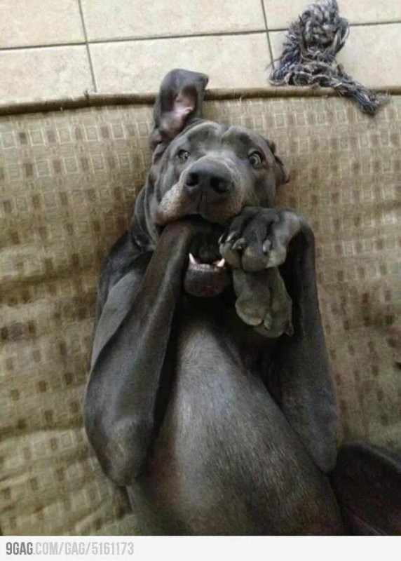 Крик души (и тела) 