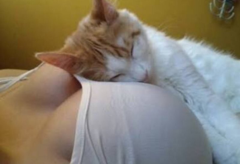 Оксана, намекала уже из со всех сил...
Юганск не понимал...
И все слал ей котиков в ответ...