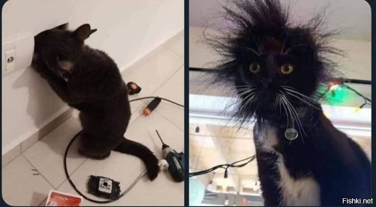 Один раз отгрыз провод зарядки
Примерно так.
С тех пор только играет