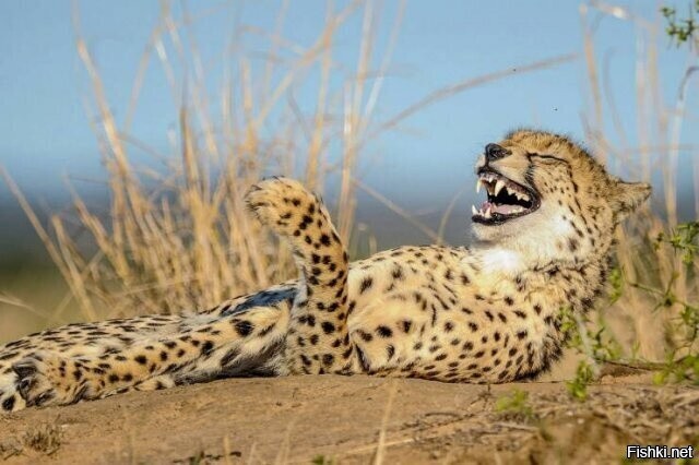 Солянка от 04.11.2025