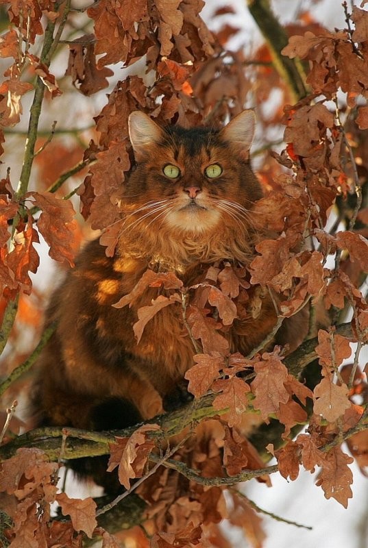 Солянка от 04.11.2025