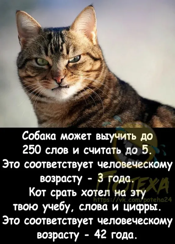 Солянка от 04.11.2025