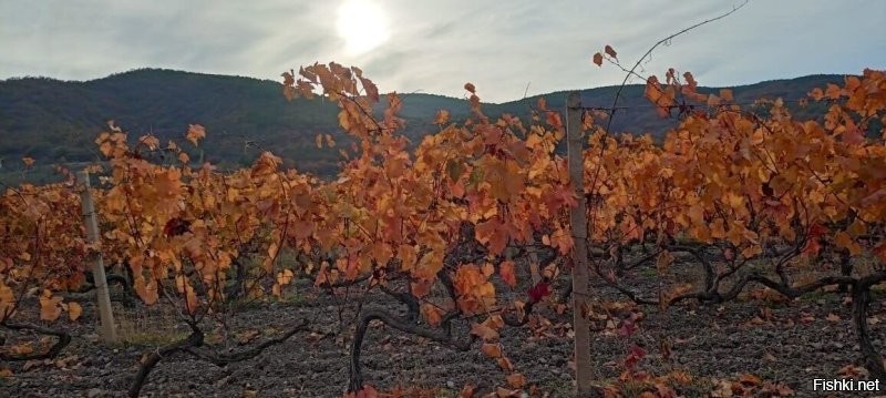 Ростовский ноябрьский лес