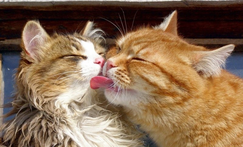 Доброе утро красавица...
Пока лайкорей твоих нет...
Хоть поздороваться...)