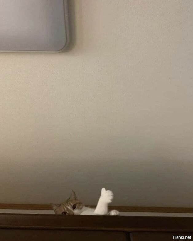 Солянка от 08.11.2025