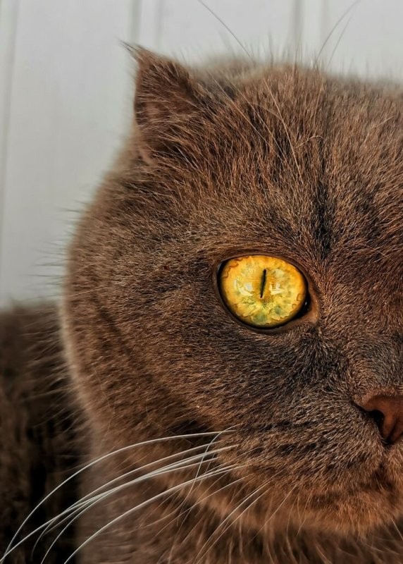 Солянка от 09.11.2025