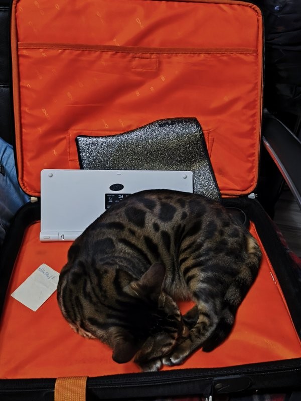 Солянка от 10.11.2025