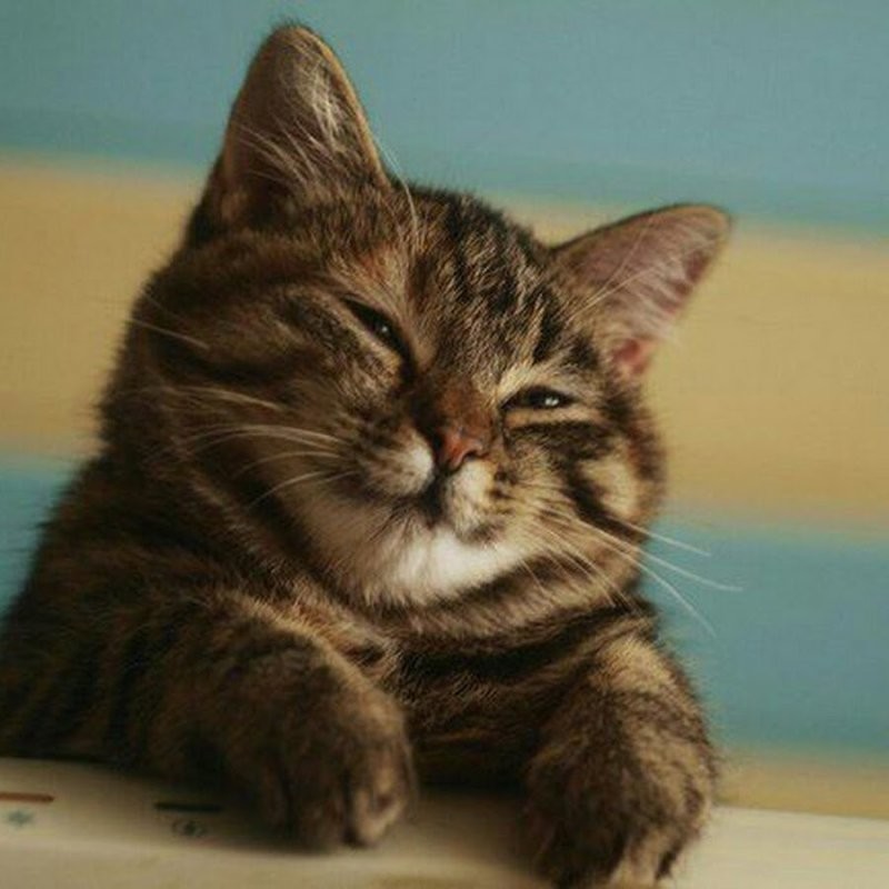 Когда у тебя есть котик...
Оксана такая...