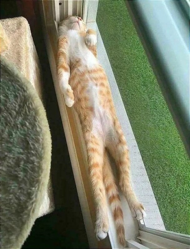 Вячеслав вам к Оксане...
Она у нас по котикам главная...