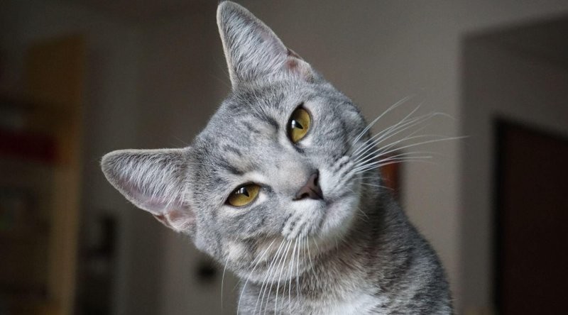 Разминаем шею...)