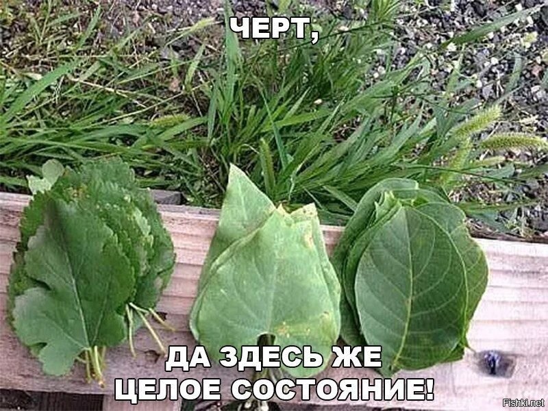 Солянка от 15.11.2025