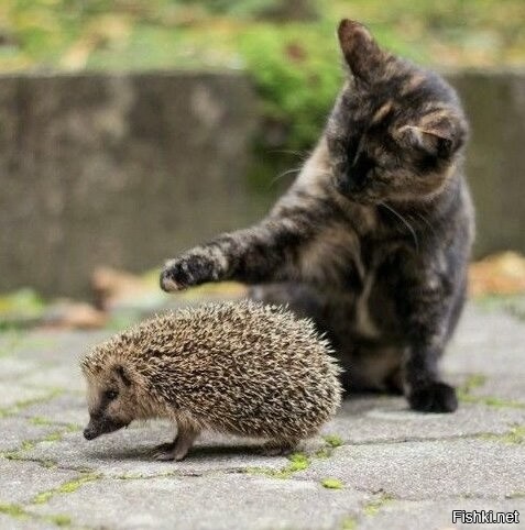 Солянка от 15.11.2025