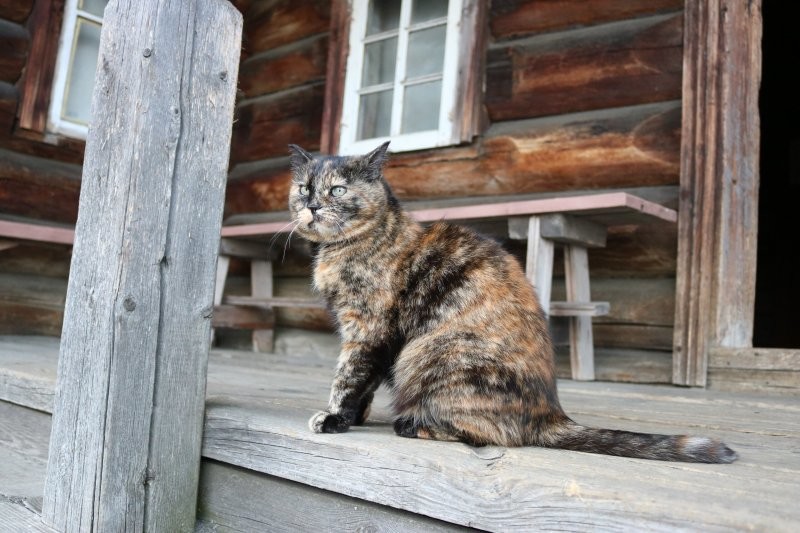 Солянка от 23.11.2025