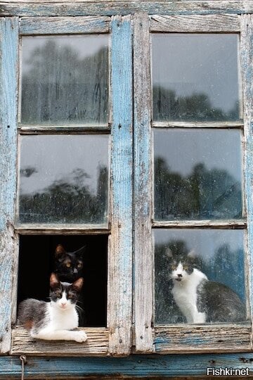 Солянка от 25.11.2025