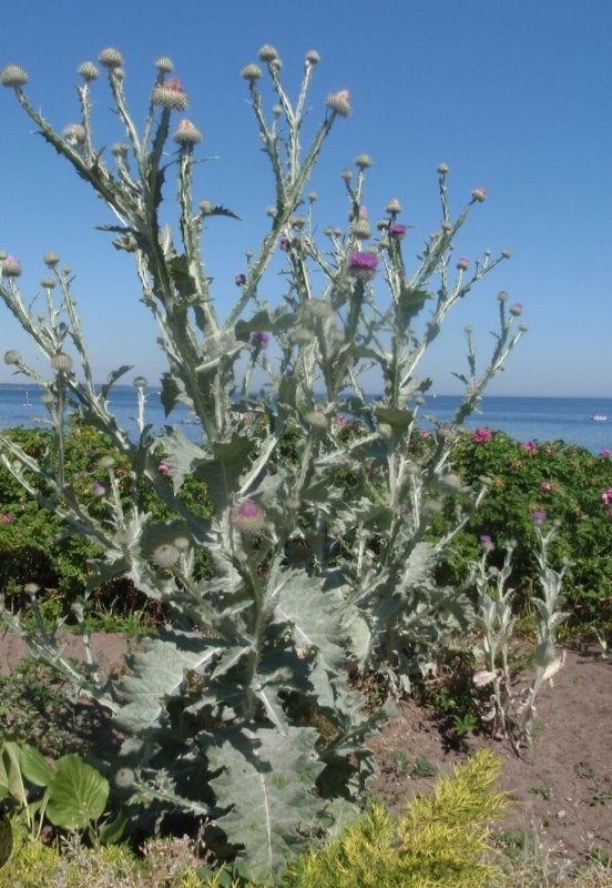 Враг детства N_2