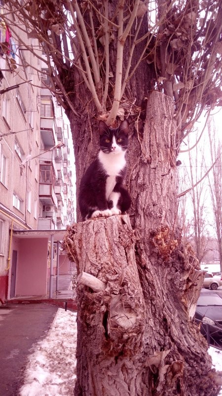 Несколько лет назад подошёл к этому коту и попросил его разрешение на фото. За секунду изменение выражения морды лица, с простите, это вы меня? Я что красивый? 
На: ты как челобитную царю подаёшь, смерд?