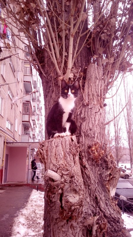 Несколько лет назад подошёл к этому коту и попросил его разрешение на фото. За секунду изменение выражения морды лица, с простите, это вы меня? Я что красивый? 
На: ты как челобитную царю подаёшь, смерд?