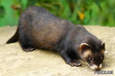 Хонорик (англ. Polecat–mink) гибрид хорька и европейской норки. Хонорик назван по начальным слогам родителей («хо» хорёк, «нор» норка), был выведен зоологом Дмитрием Терновским в 1978 году и произошёл от скрещивания гибридного хорька-самца, родителями которого были лесной и степной хорьки (Mustela putorius и Mustela eversmanni), и самки европейской норки (Mustela lutreola) и представляет собой, таким образом, гибрид между тремя видами.