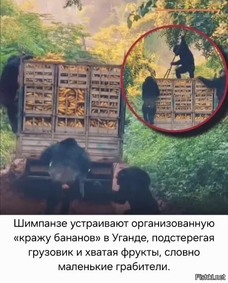 С весёло-пессимистического...
На русский...